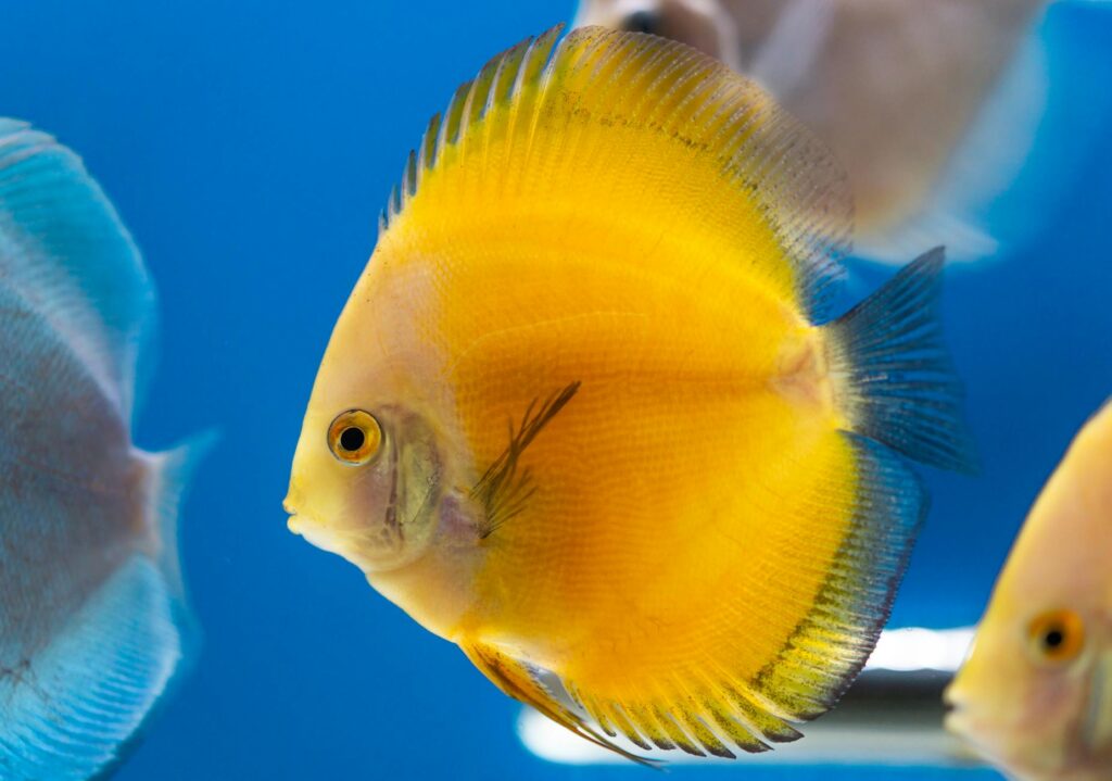 dyskowiec spuchnięta głowa