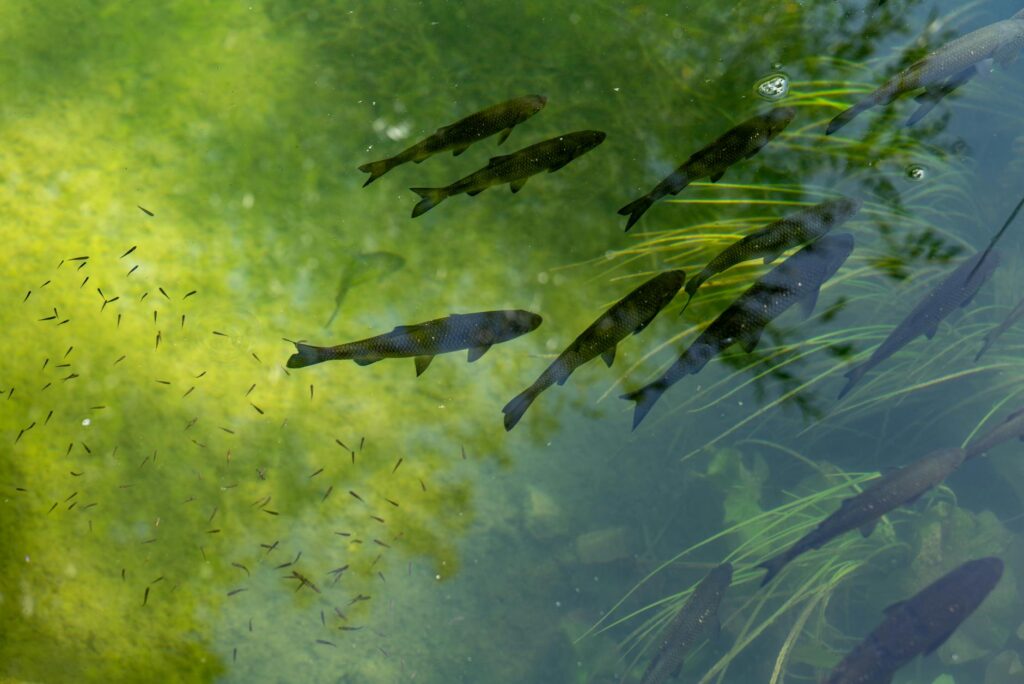 glonojad dieta karmienie