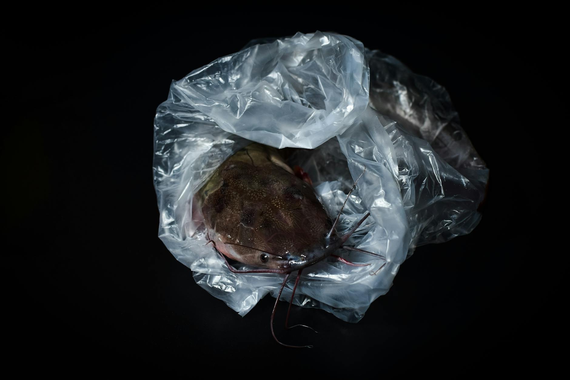 glonojad dieta karmienie