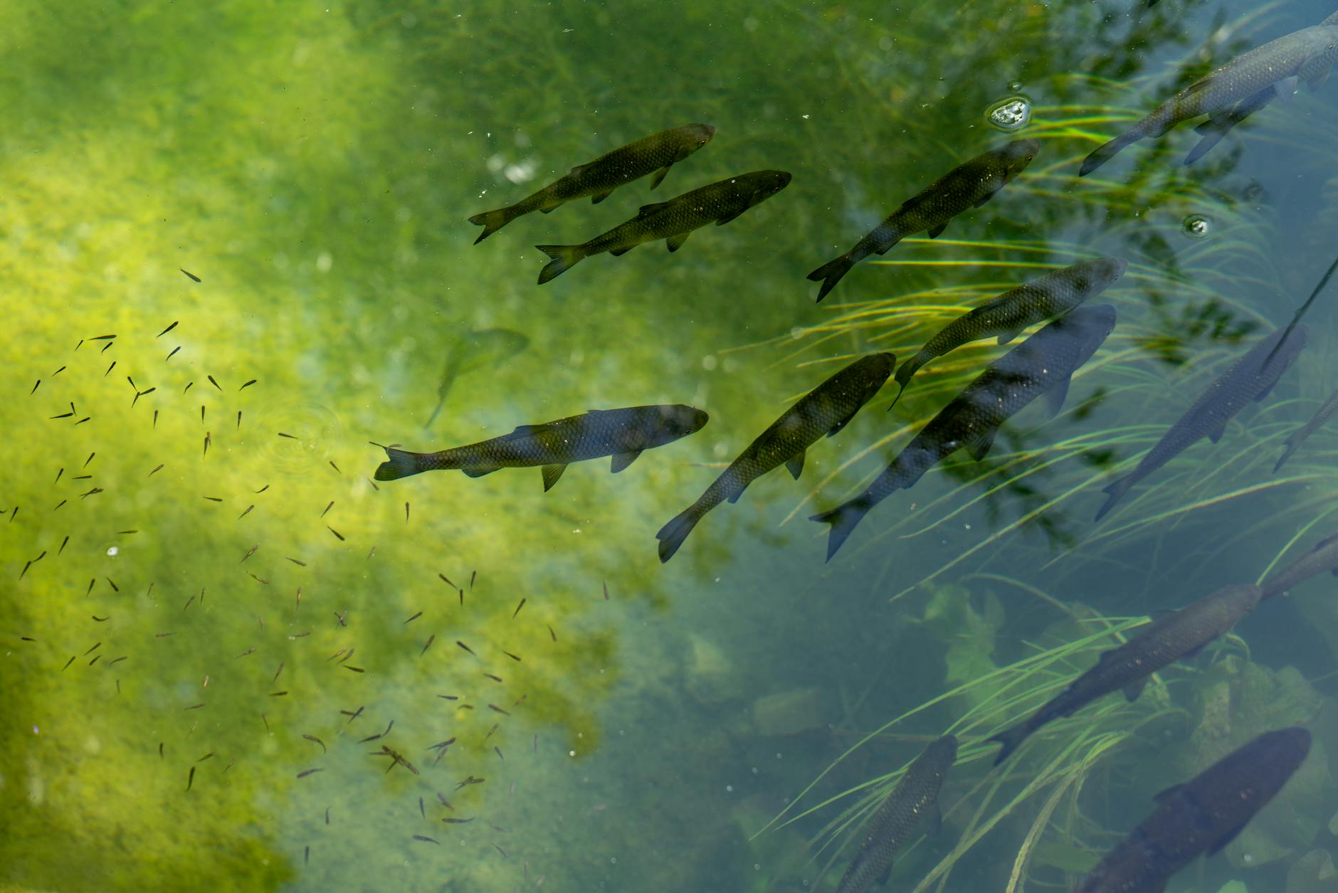 glonojad dieta karmienie
