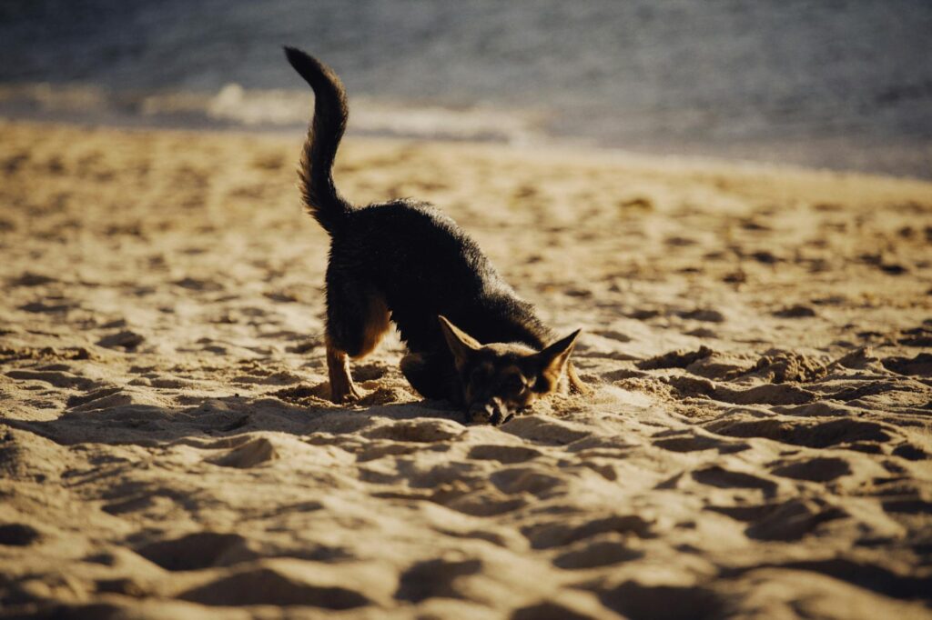 kirysek przesłania zachowanie