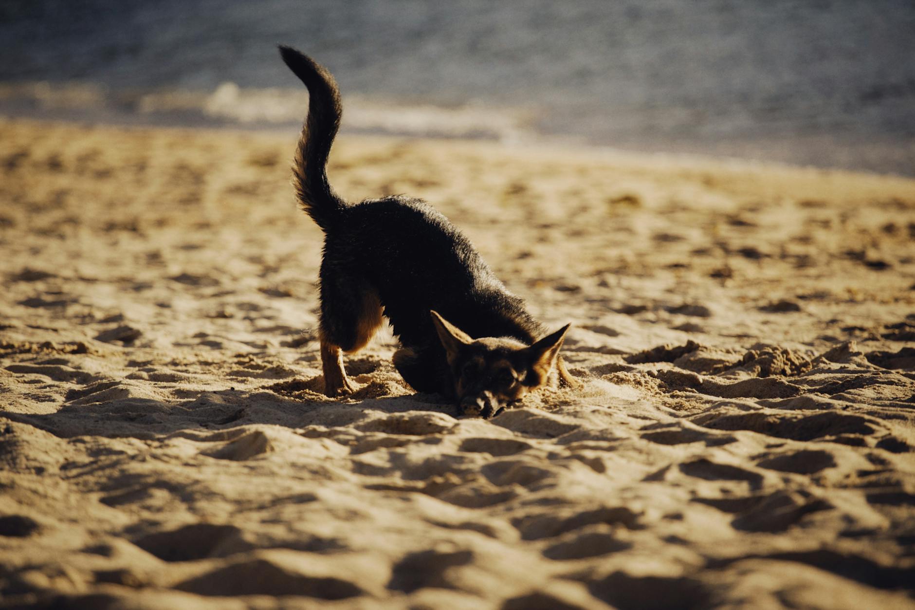 kirysek przesłania zachowanie