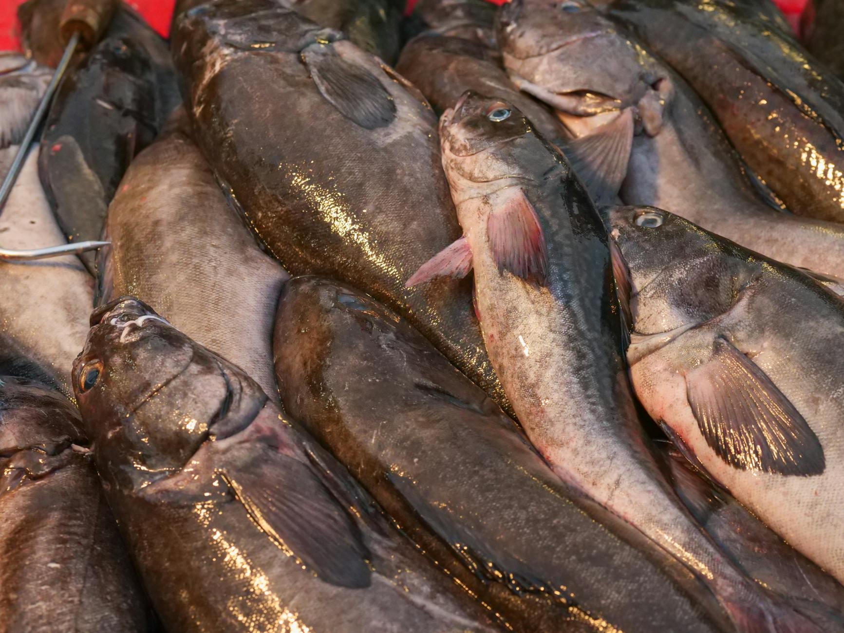 mieczyk plamy płetwy