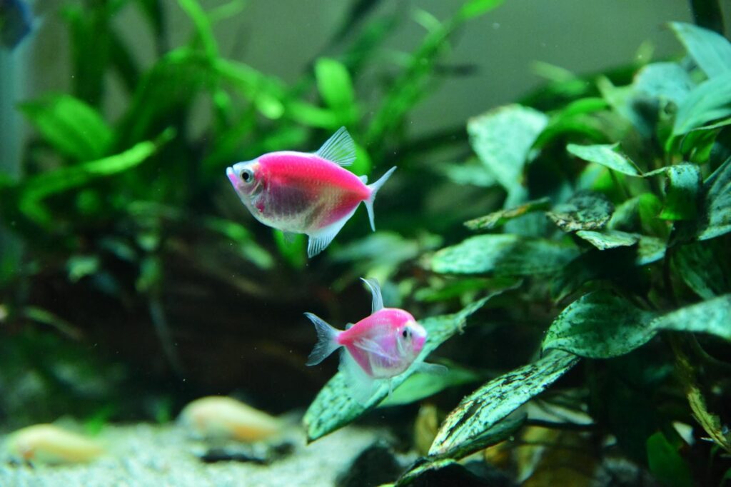 neon innesa zanika kolor