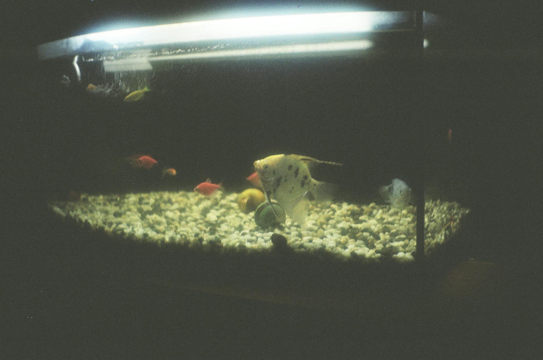 pyszczak agresja ryby