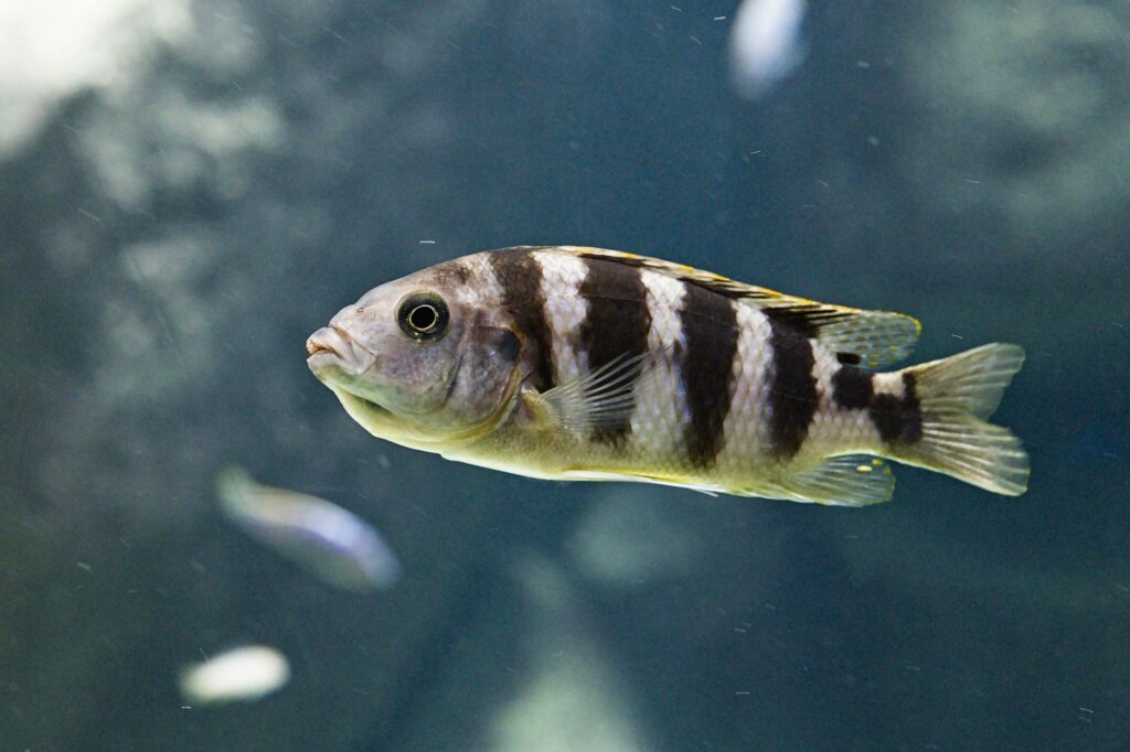 pyszczak karmienie pokarmy