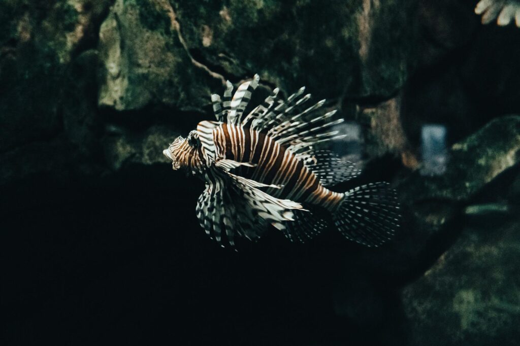 ryba lew jad pterois